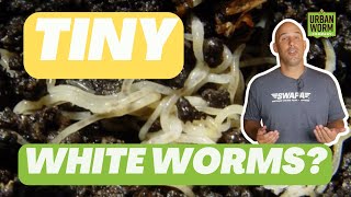 Tiny White Worms  in Your Worm Compost, Explained