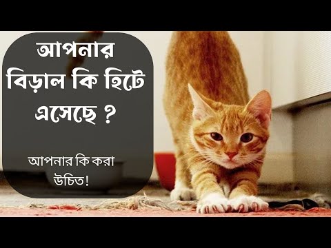 বিড়ালের Heat কি ? বিড়ালের হিট নিয়ে গুরুত্বপূর্ণ কিছু কথা। Cat Heat. #catheat #catinheat