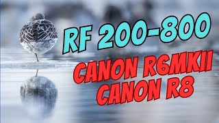 CANON RF 200-800 + CANON R8 / R6MKII | How does it perform ?