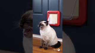 太りすぎた猫、入り口に挟まる→脱出できるのか？【猫あるある】AIあるある