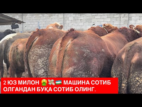 ЁР СИТИ СЕМИЗ БУҚАЛАР НАРХЛАРИ ЭНГ ЗЎРЛАРИ БОЗОР ЗЎР БЎЛЯПДИ. 