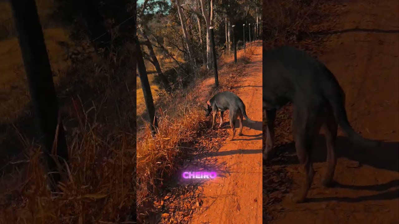 Chupacabra search video thumbnail