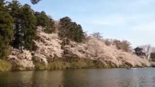 preview picture of video '高田公園の桜 jyouetu area in niigata'