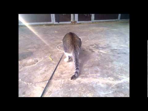 Willem speelt met longeertouw