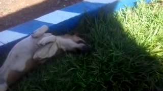 preview picture of video 'Cachorro dormindo urai parana'