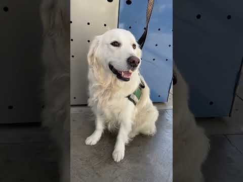 One of the cutest Dog I have ever met #dog #doglovers #dogbuddy