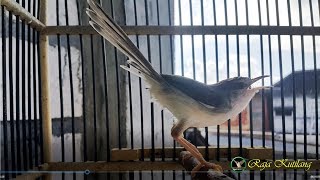 Download lagu Cukup HITUNGAN DETIK prenjak klik anda DIJAMIN NYAUT dan GACOR NGEBREN mp3