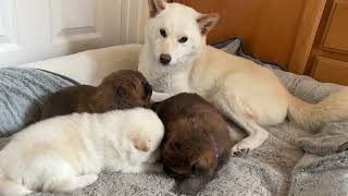 Video preview image #1 Shiba Inu Puppy For Sale in DALY CITY, CA, USA