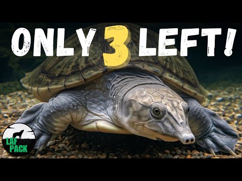 Top 10 Rarest Animals On Earth: The Edge of Extinction | Living Unicorns | Laf Pack