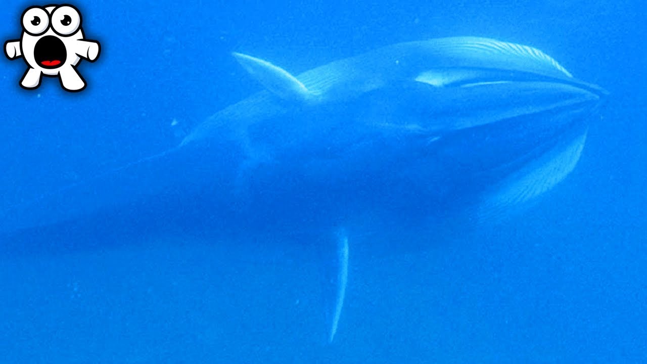 Supposedly Extinct Animals People Have Caught On Camera - Part 1