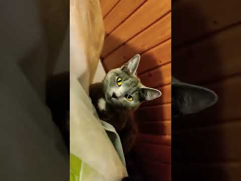 😺ZaRa the CUTEST  BEAST🙀😮