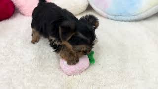 ヨークシャーテリアの動画01