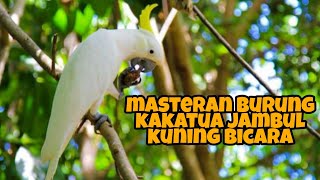 Download lagu Masteran burung kakatua jambul kuning bicara mp3