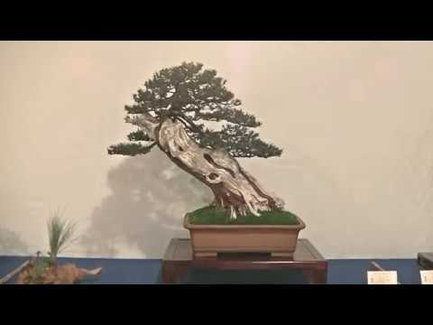 Best of 20 Years Bonsai "TROPHY" 2019. Part II.