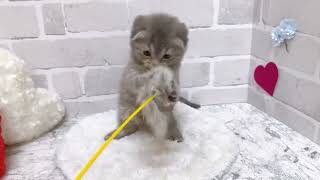 スコティッシュフォールドの動画01