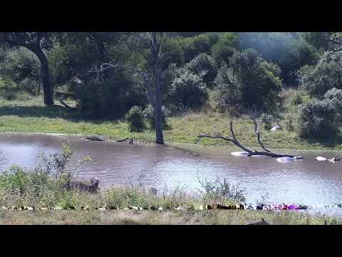 Djuma: Four Hippos-one resting out of water - 12:18 - 05/26/2023