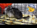My Chinchillas Fight (gone wrong....)