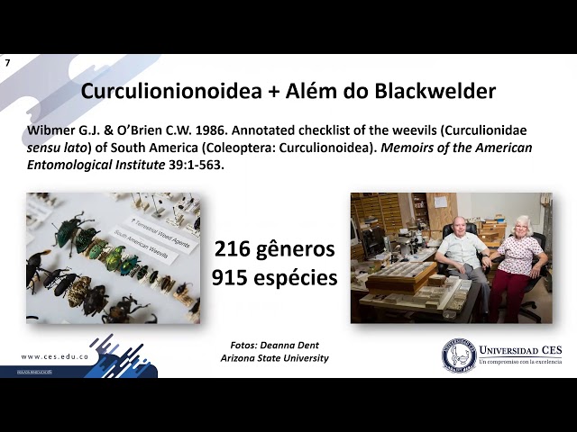 Pronúncia de vídeo de Curculionidae em Inglês