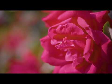 The A's - Go to Sleep My Darling Baby (Official Visualizer)