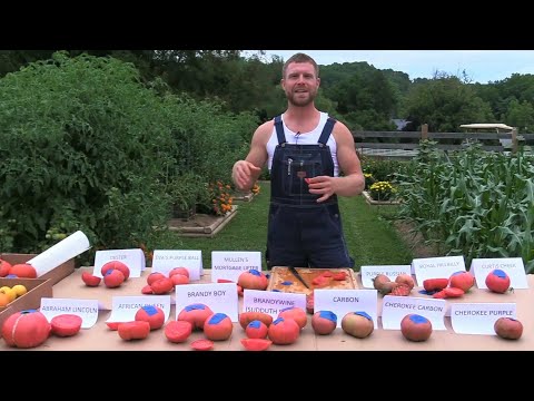 image-What tomatoes are good for slicing?