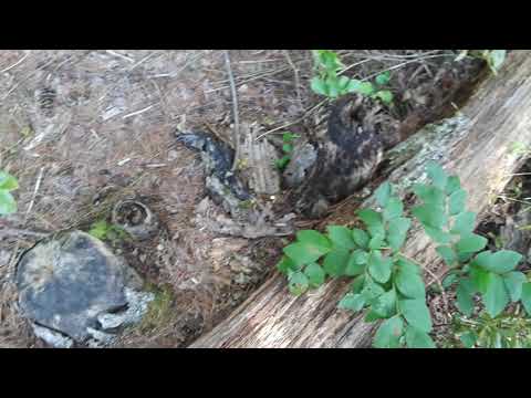 Inman Pond - Meadow Brook Woods Uxbridge/Mendon MA