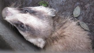 【教えて】　これは　たぬき?　あなぐま?　Meles or Racoon dog?