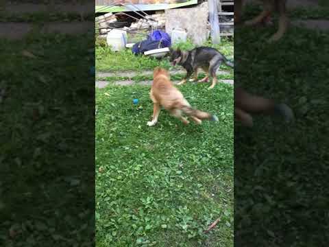 puppies fighting