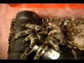 Tarantula Feeding Video 91 - The LONG Awaited One ...