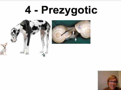 Reproductive Isolation