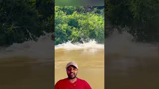 Ariranha colocou Onça pra Correr 😱