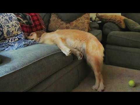 When Playtime Drains All Dog Energy 🤣 Funniest Tired Dogs Video 2025