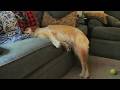 When Playtime Drains All Dog Energy Funniest Tired Dogs Video 2025