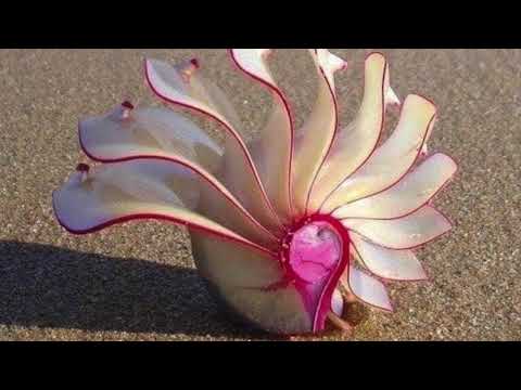 Drum solo by Haitham Ballat, Hums, Syria