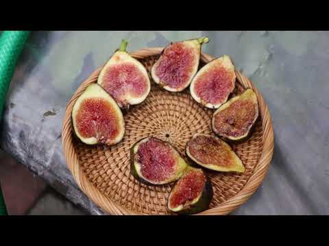 Fig Variety Comparison: Barnissotte vs Noire de Bellone