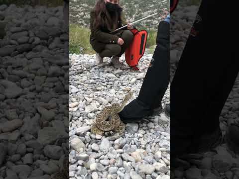 FUEL ANTI SNAKE BITE COVER