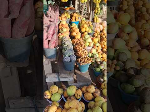 BACURI - ACONTECIMENTOS #frutosdaterra #amazônia #maranhão #viagem #ferias #shortvideo #shots #