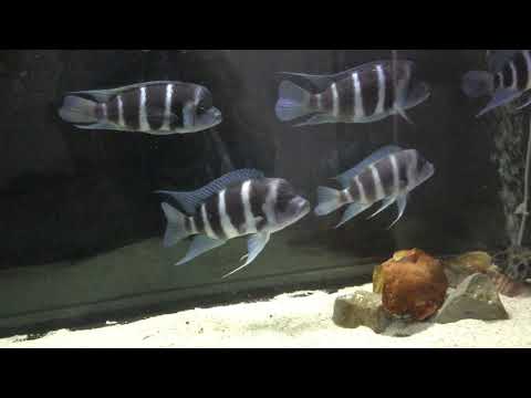 frontosa blue zaire moba