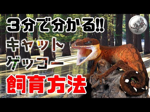 ゲッコー・ウリコフスキー