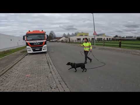 Mantrailing - Situationsbezogenes Leinenhandling - Die Kocher Methode