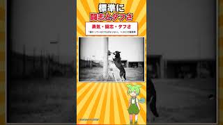 【犬種シリーズ #16】誰もが知っているのに年369頭｜ジャーマン・シェパード・ドッグ