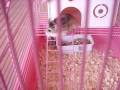 Hamsters' new house ! 