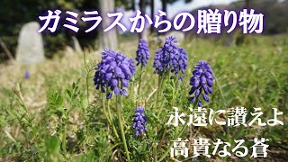蒼き華　満開の桜　テロンの諸君　蒼き華が　我が故郷にも咲いた　地ガ同盟は不滅である