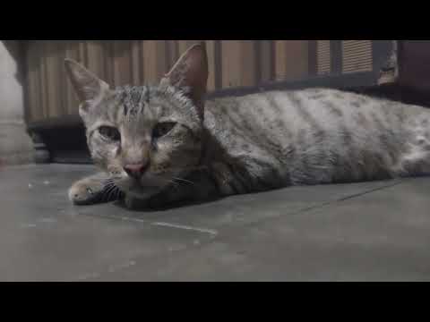 SHRI SUPER FAST MOVIES INDIA 🇮🇳 YouTuber