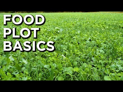 Tips & Strategies For Planting & Hunting Food Plots