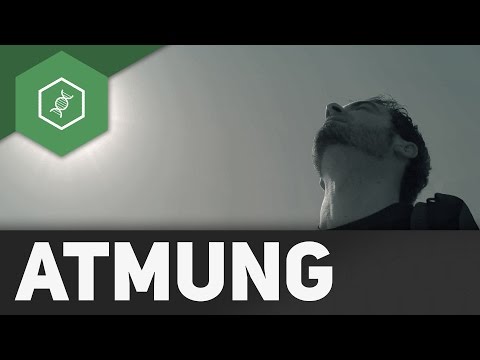 Wie Kontrakturen des Hüftgelenks zu behandeln Muskulo-Tonikum Thoraxsyndrom Symptome