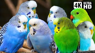 WONDERFUL BUDGERIGAR | BIRDS AS PET | RELAXING BIRD SOUNDS | CUTE PARAKEET | STRESS RELIEF