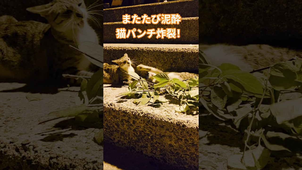 またたび泥酔、猫パンチ炸裂！