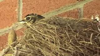 Baby Robins Leave the Nest!!
