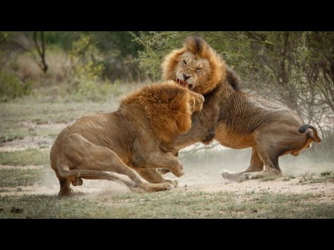 Trailer Of Rise and Fall Of Legendary Selati Coalition of Lions #shorts