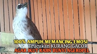Download lagu Trucuk BETINA memanggil Jantan Suara Birahi Ngecuplik 100% pancingan trucukan gacor agar BUNYI EMOSI mp3 Download lagu Trucuk BETINA memanggil Jantan Suara Birahi Ngecuplik 100% pancingan trucukan gacor agar BUNYI EMOSI mp3